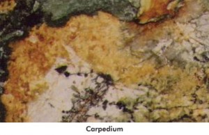 largecarpedium